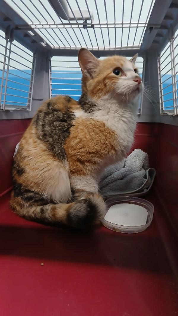 GIOIA: GATTINA TRICOLORE DI 5 MESI CERCA FAMIGLIA Foto 6